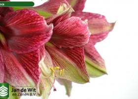 hippeastrum Tosca (3)